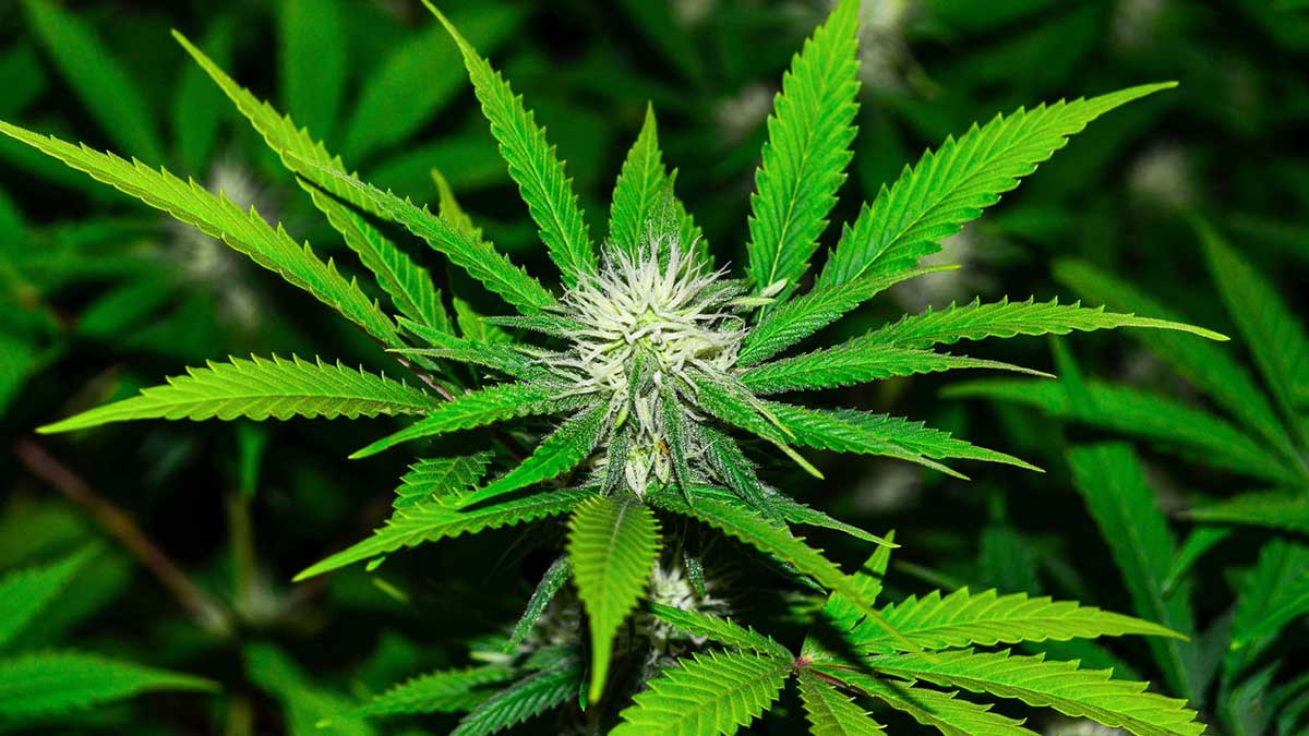 cannabis